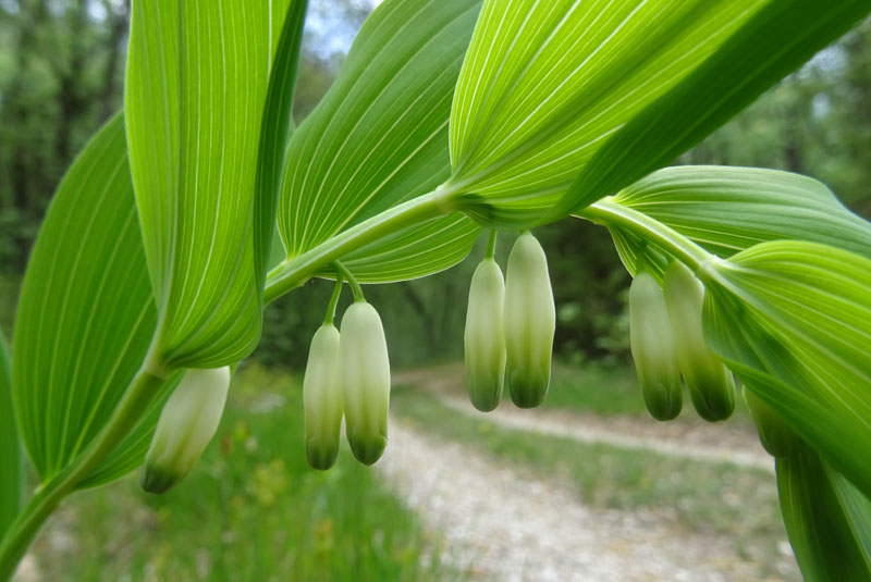 Polygonatum odoratum - Sigillo di Salomone